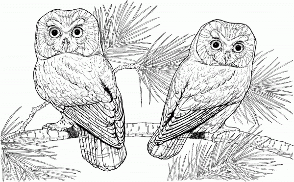 Two Owl coloring page image