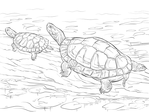 Two Painted Turtles coloring page image