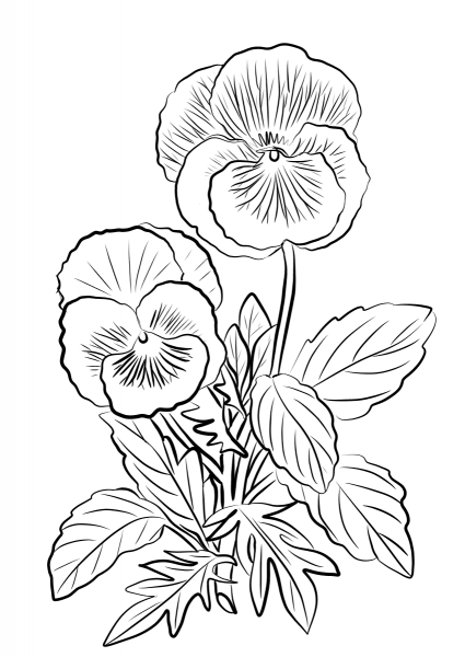 Two Pansies coloring page image