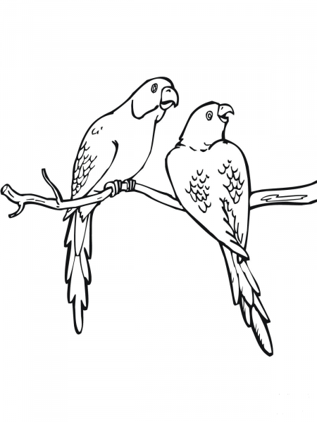 Two Parakeets coloring page image
