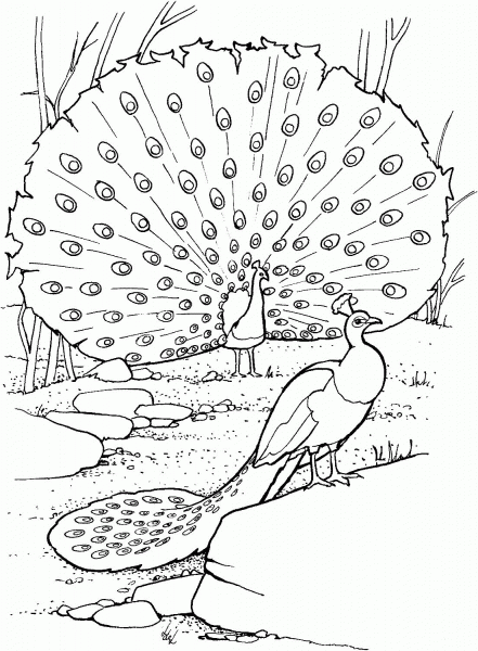 Two Peacocks coloring page image