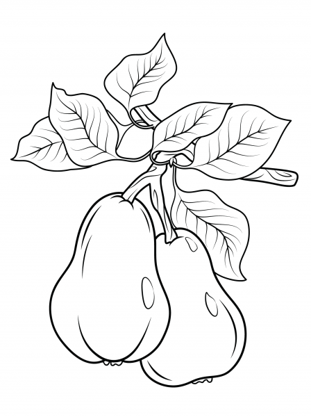 Two Pears on Branch coloring page image