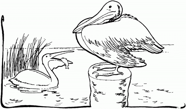 Two Pelicans coloring page image