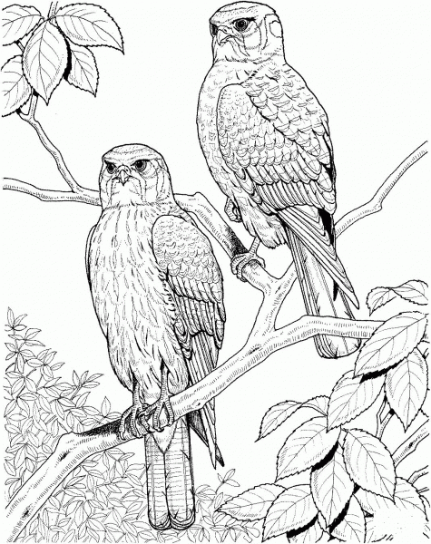 Two Perched Hawks coloring page image