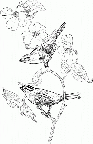 Two Perched White-Throated Sparrows coloring page image