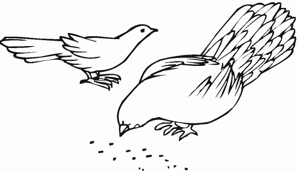 Two Pigeons coloring page image