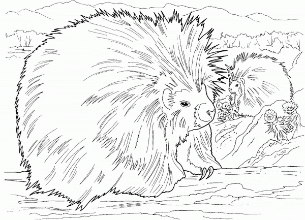 Two Porcupines coloring page image