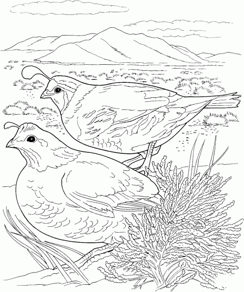 Two Quails coloring page image