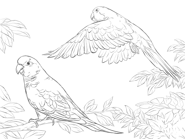 Two Quaker Parrots coloring page image