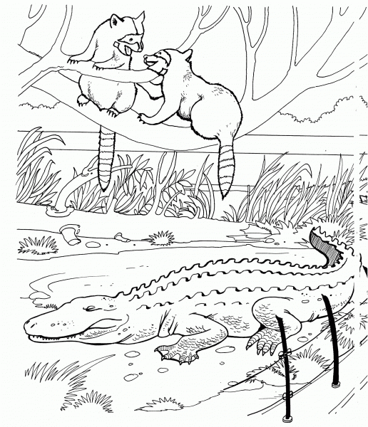 Two Raccoons and Alligator in a Zoo coloring page image
