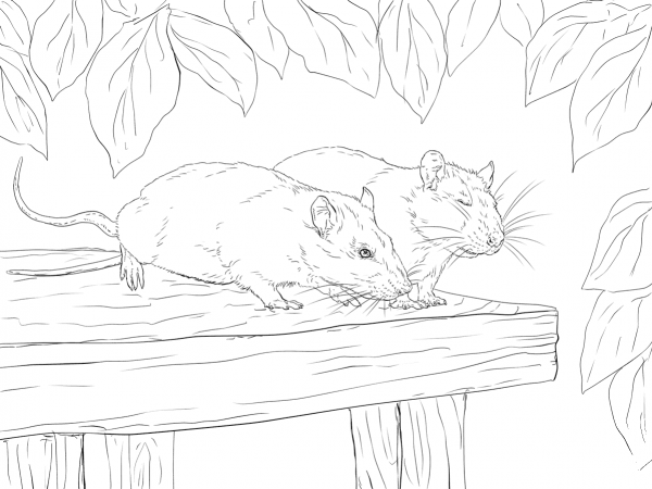 Two Rats coloring page image