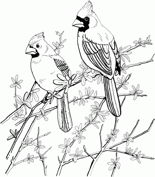 Two Red Cardinals coloring page image