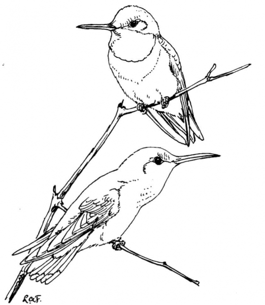 Two Ruby Throated Hummingbirds coloring page image