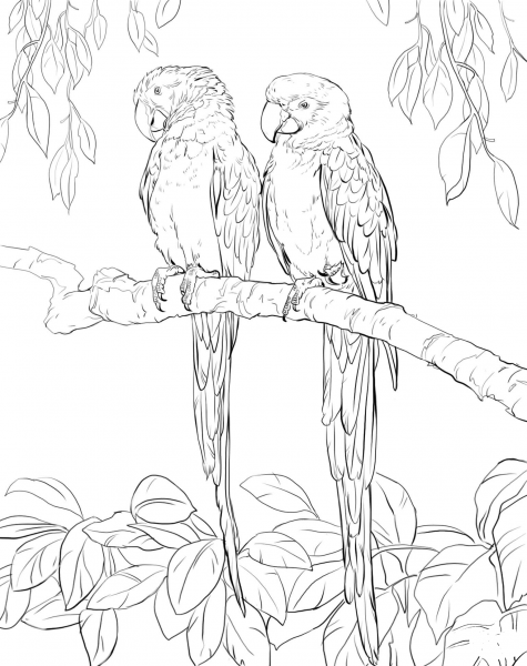 Two Scarlet Macaws coloring page image