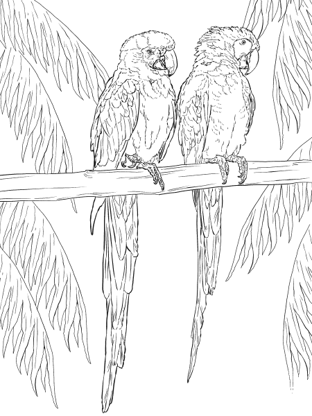 Two Scarlet Macaws on Perch coloring page image