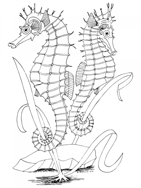 Two Seahorses coloring page image