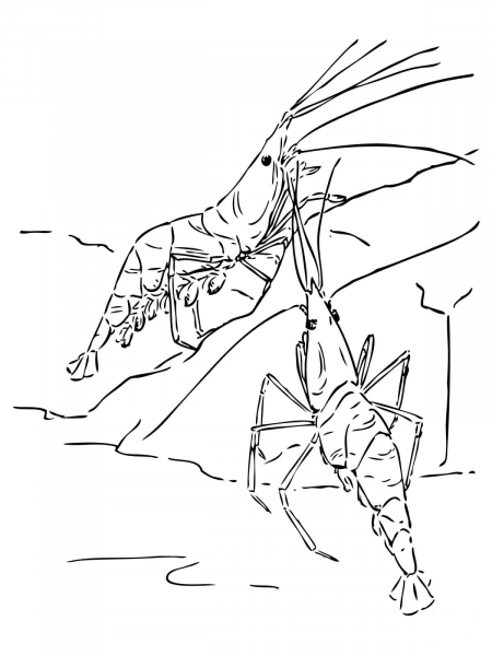 Two Shrimps coloring page image