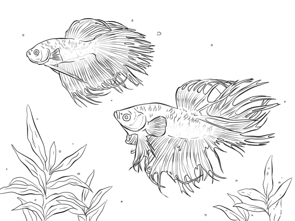 Two Siamese Fighting Fishes coloring page image