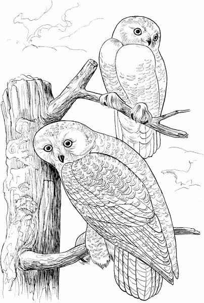 Two Snowy Owls coloring page image