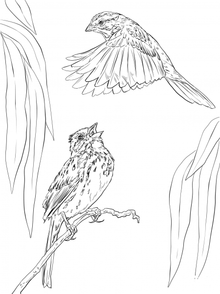 Two Song Sparrows coloring page image
