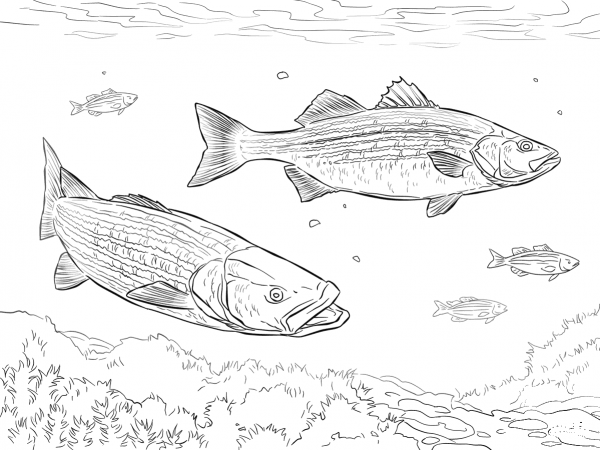 Two Striped Basses coloring page image