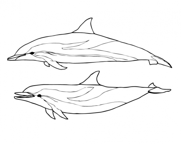 Two Striped Dolphins coloring page image