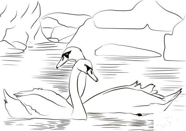 Two Swans coloring page image