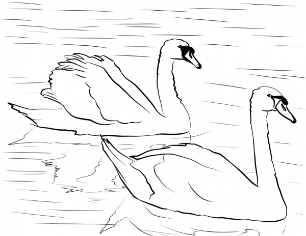 Two Swans coloring page image