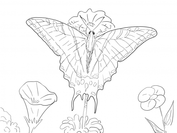 Two Tailed Swallowtail Butterfly coloring page image