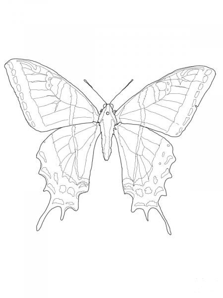 Two Tailed Swallowtail coloring page image