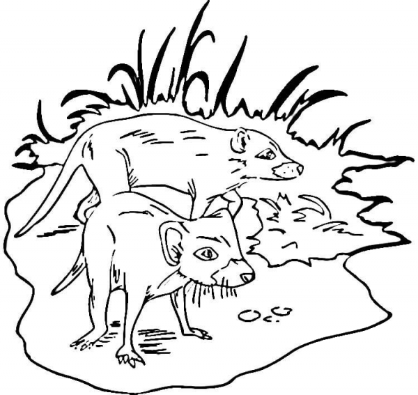 Two Tasmanian Devils coloring page image