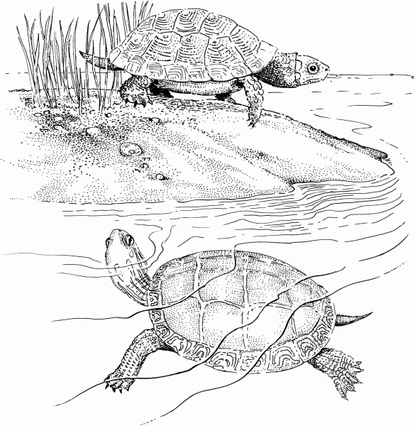 Two Terrapins coloring page image