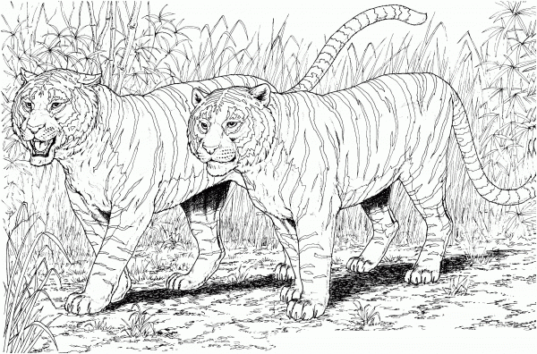 Two Tigers coloring page image