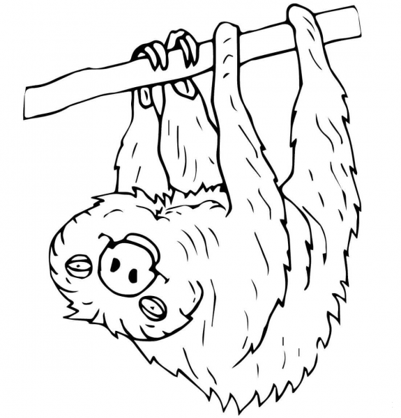 Two Toed Sloth coloring page image