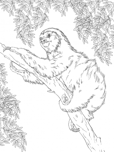 Two Toed Sloth on Tree coloring page image