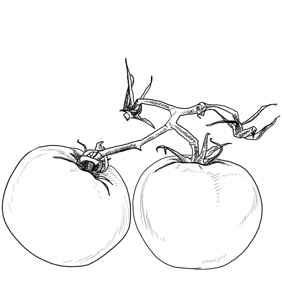 Two Tomatos coloring page image