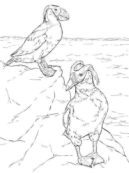 Two Tufted Puffins coloring page image