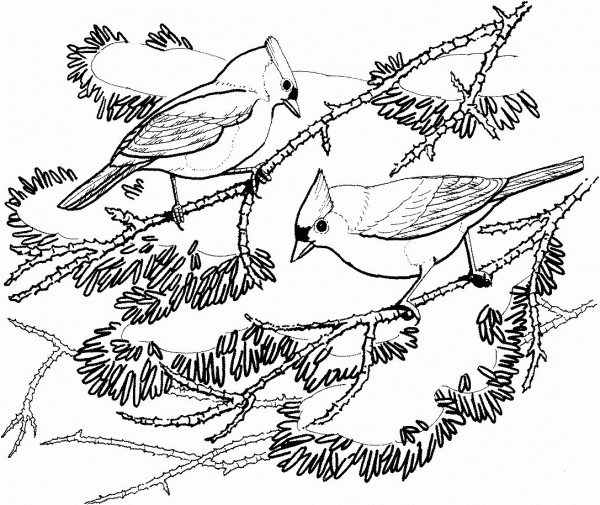 Two Tufted Titmouse coloring page image