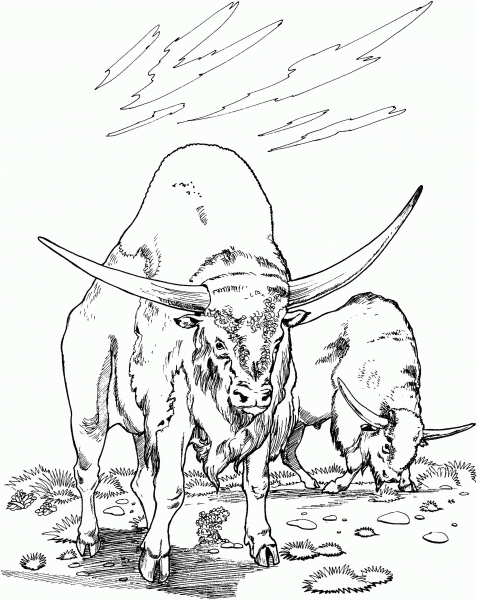 Two Water Buffaloes coloring page image