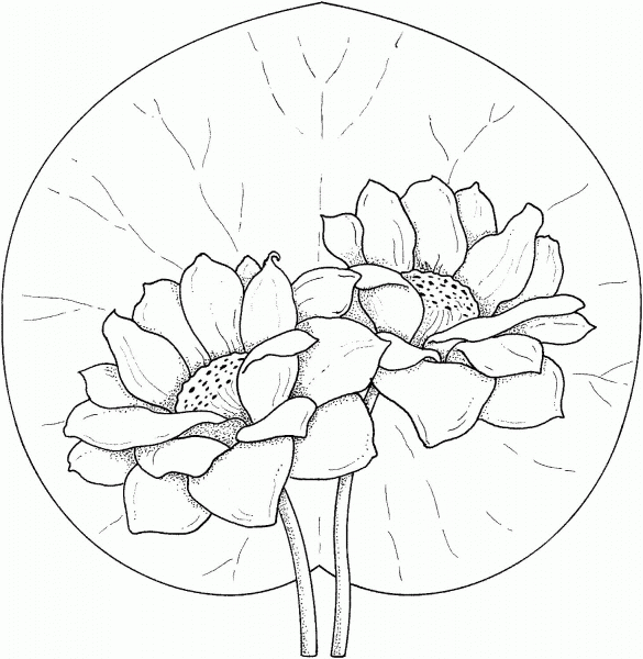 Two Water Lilies coloring page image