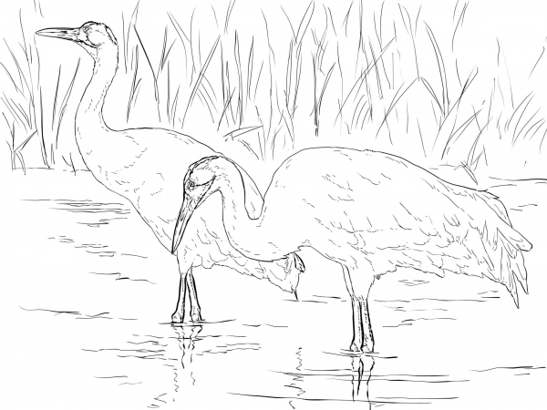 Two Whooping Cranes coloring page image