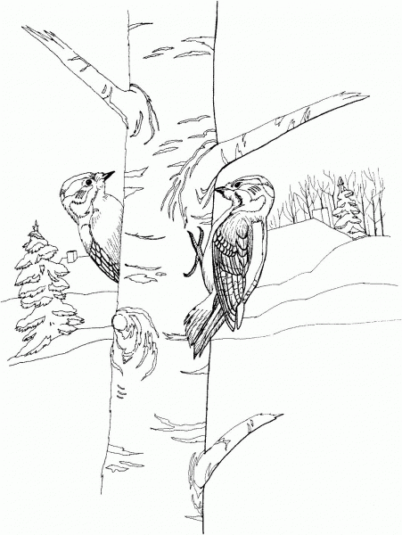 Two Woodpeckers coloring page image