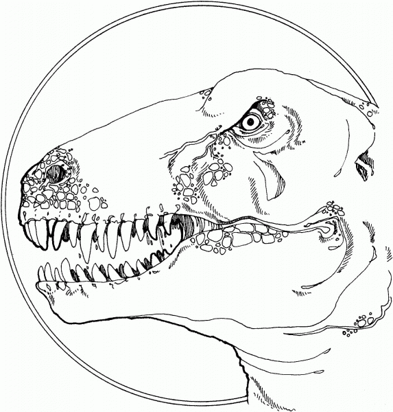 Tyrannosaurus Head coloring page image