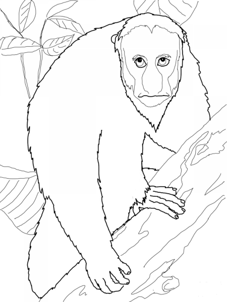 Uakari coloring page image