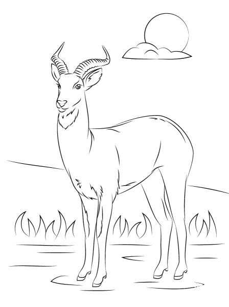 Uganda Kob coloring page image
