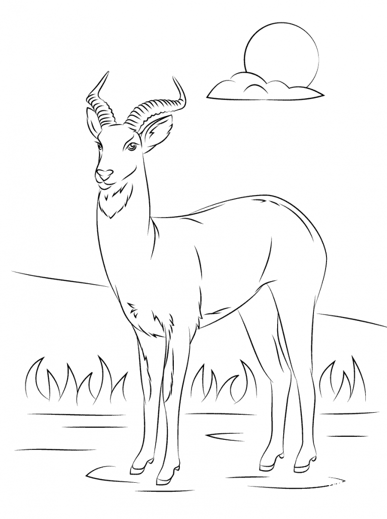 Uganda Kob coloring page - ColouringPages