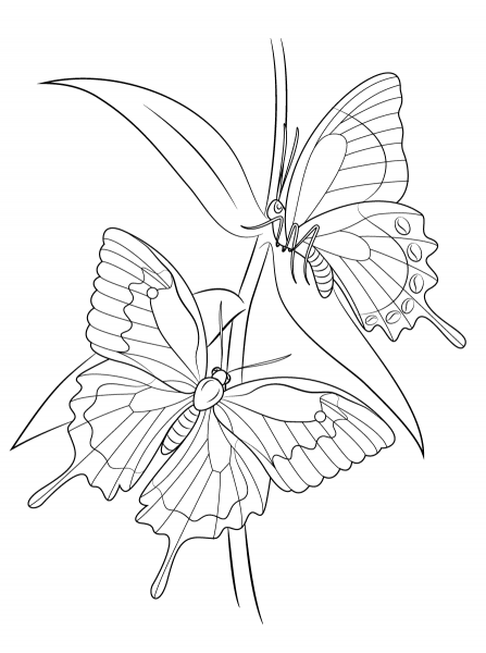 Ulysses Butterflies coloring page image