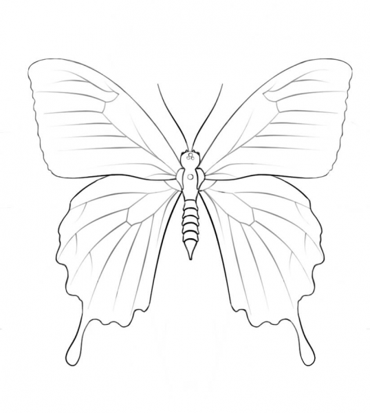 Ulysses Butterfly coloring page image