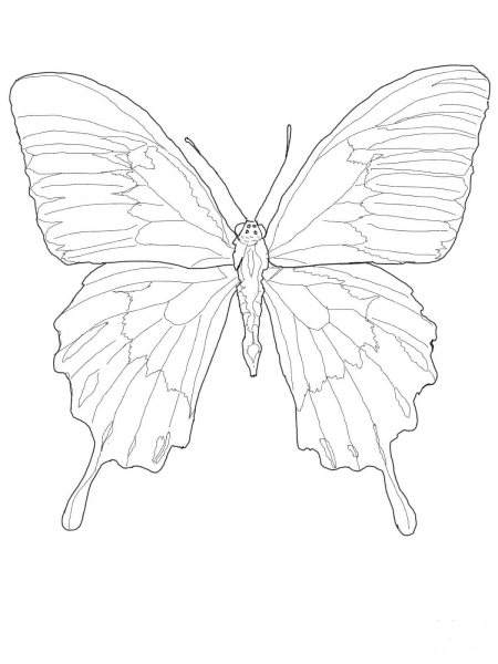 Ulysses Butterfly coloring page image