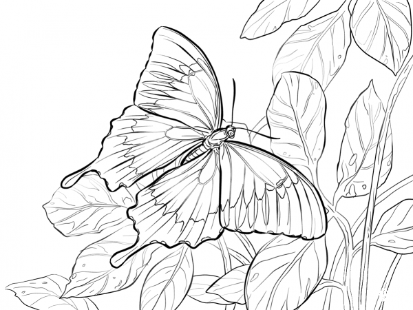 Ulysses or Blue Mountain Butterfly coloring page image